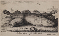 TvB G 0833
<br/>
Vissoort: Kabeljauw
<br/>
<em>Flamen, Albert (ca. 1620-na 1693)</em>